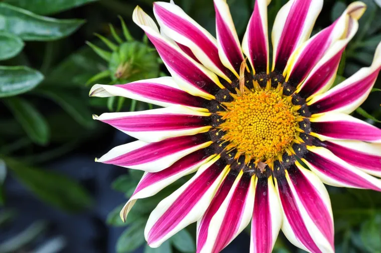53. međunarodna vrtna izložba Floraart otvorena na jezeru Bundek