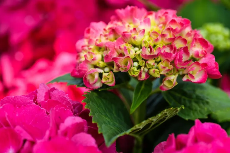 53. međunarodna vrtna izložba Floraart otvorena na jezeru Bundek