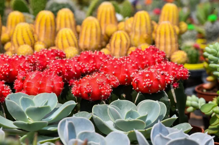 53. međunarodna vrtna izložba Floraart otvorena na jezeru Bundek