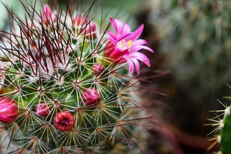 53. međunarodna vrtna izložba Floraart otvorena na jezeru Bundek