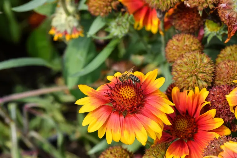 53. međunarodna vrtna izložba Floraart otvorena na jezeru Bundek