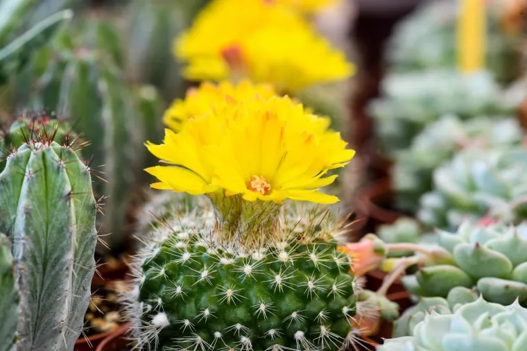 53. međunarodna vrtna izložba Floraart otvorena na jezeru Bundek