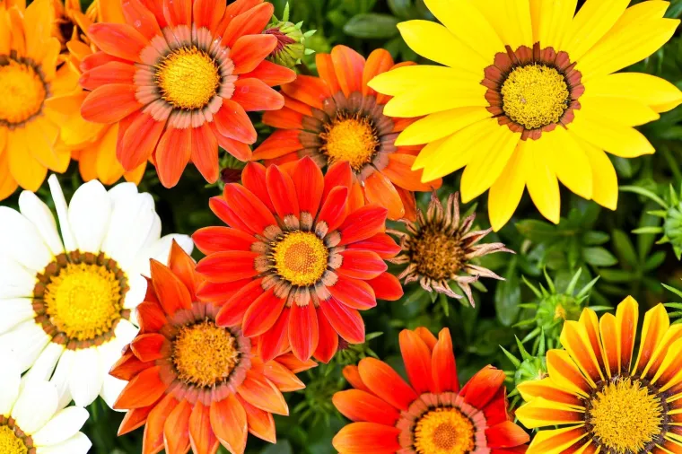 53. međunarodna vrtna izložba Floraart otvorena na jezeru Bundek
