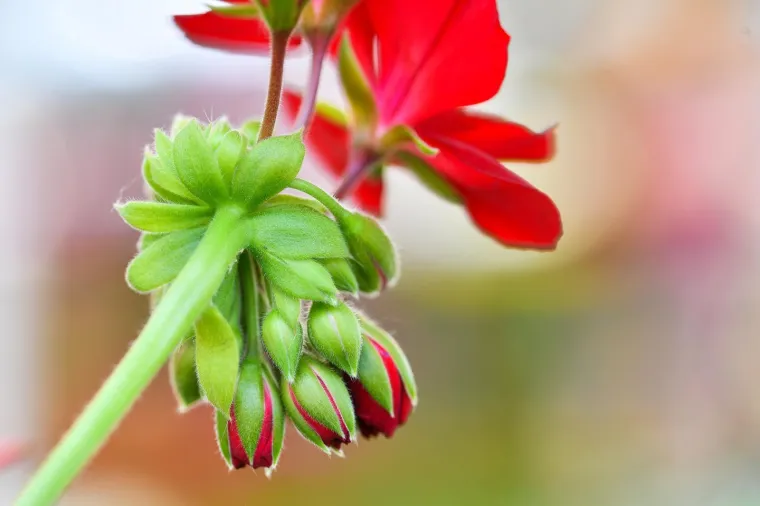53. međunarodna vrtna izložba Floraart otvorena na jezeru Bundek