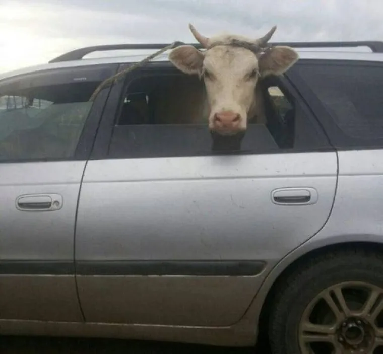 KOLIKO &Scaron;KRTI MORAJU BITI ZA OVAKVE PODVIGE?! Natrpali aute svim i svačim kako ne bi morali plaćati prijevoz, ali ba&scaron; svim i svačim