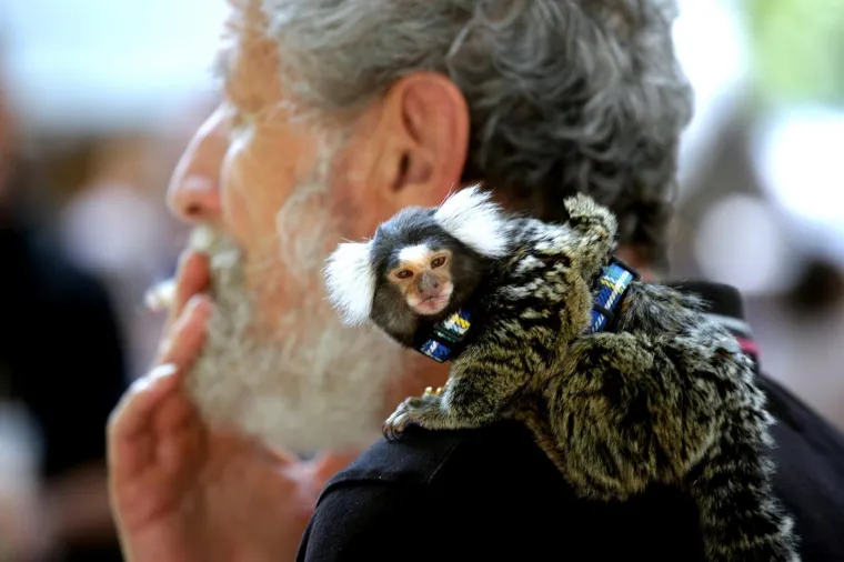 POGLEDAJTE KAKO SE ZABAVLJAJU POSJETITELJI CEST IS D'BESTA: ReciKlaun, majmunčić Pero i lutajući klavir zvijezde su ulične umjetnosti