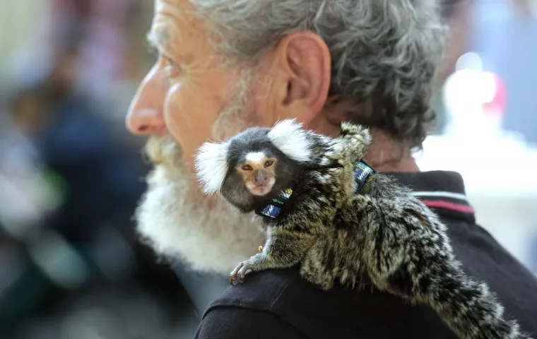 Majmunčić Pero, pasmine marmoset, odu&scaron;evljava posjetitelje uličnog festivala Cest is d'Best.