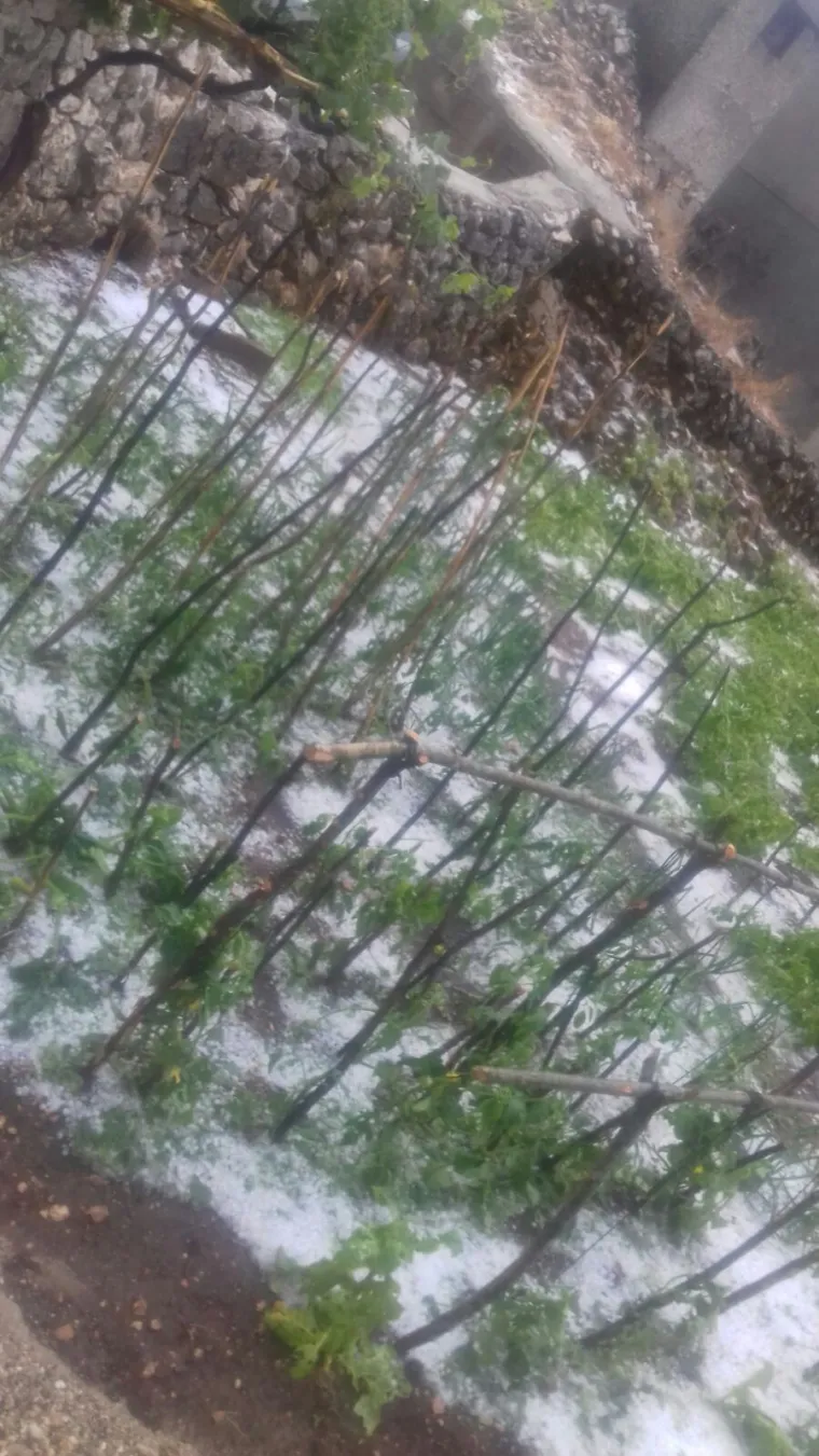 Tuče je bilo u Lugu u općini Proložac u gradu Imotskom. U Krstaticama u zaseoku Gornji Gudelji tuča je uni&scaron;tila povrtlarske kulture i lozu. Zapravo, jo&scaron; se sa sigurno&scaron;ću i ne može znati obim &scaron;tete.
Nevrijeme je trajalo svega petnaestak minuta.