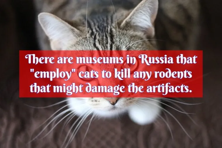 URNEBESNE ČINJENICE O RUSIJI: Učitelje plaćaju vodkom, imaju 9 milijuna žena vi&scaron;e nego mu&scaron;karaca i žale za Sovjetskim Savezom