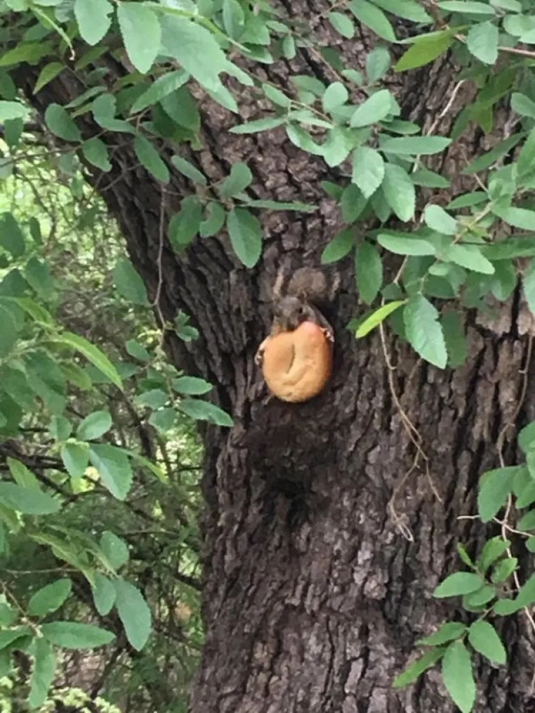 One baš kao i ljudi ponekad vole krafnu, a ponekad pizzu...