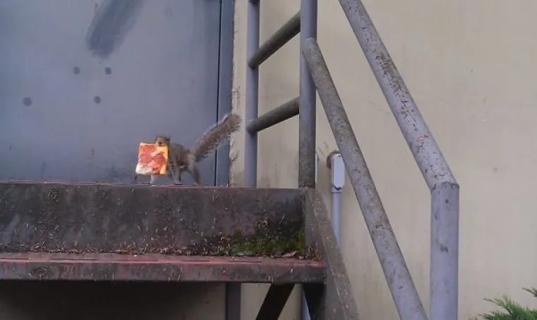 MISLILI STE DA VJEVERICE JEDU LJE&Scaron;NJAKE? Ove vole sve ba&scaron; sve, od krafne do pizze