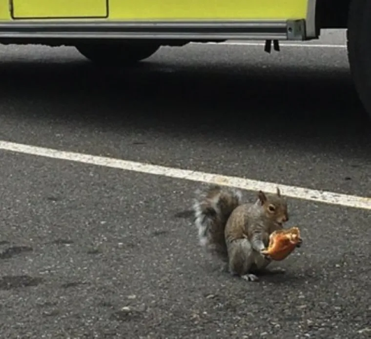 MISLILI STE DA VJEVERICE JEDU LJE&Scaron;NJAKE? Ove vole sve ba&scaron; sve, od krafne do pizze