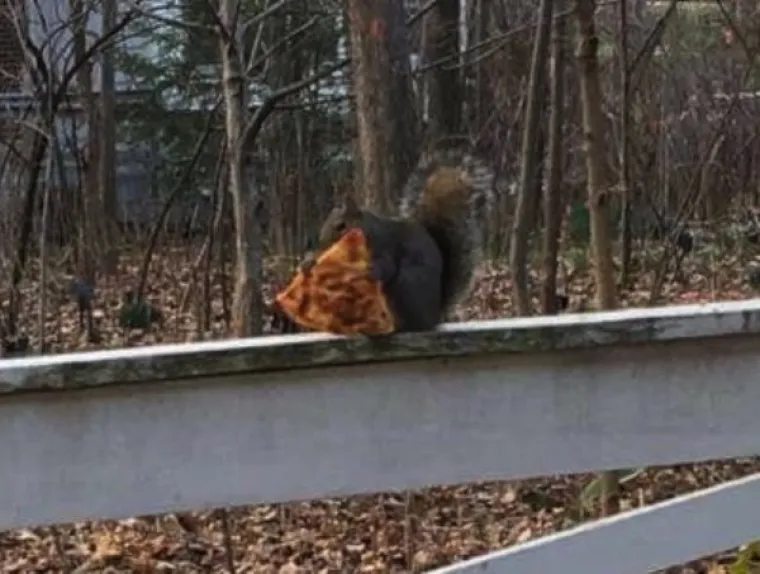 MISLILI STE DA VJEVERICE JEDU LJE&Scaron;NJAKE? Ove vole sve ba&scaron; sve, od krafne do pizze