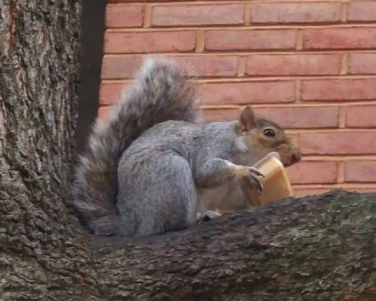 MISLILI STE DA VJEVERICE JEDU LJE&Scaron;NJAKE? Ove vole sve ba&scaron; sve, od krafne do pizze