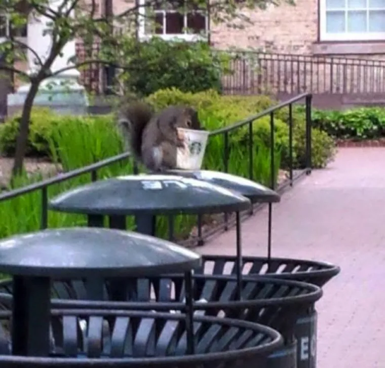 MISLILI STE DA VJEVERICE JEDU LJE&Scaron;NJAKE? Ove vole sve ba&scaron; sve, od krafne do pizze