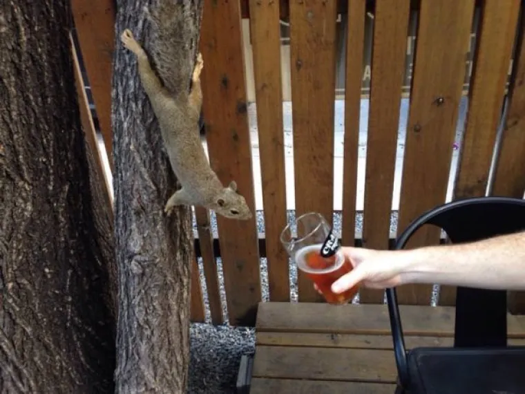 MISLILI STE DA VJEVERICE JEDU LJE&Scaron;NJAKE? Ove vole sve ba&scaron; sve, od krafne do pizze