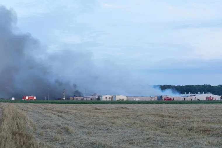 UŽAS KOD VINKOVACA: U požaru izgorjelo 1000 svinja