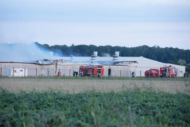 UŽAS KOD VINKOVACA: U požaru izgorjelo 1000 svinja