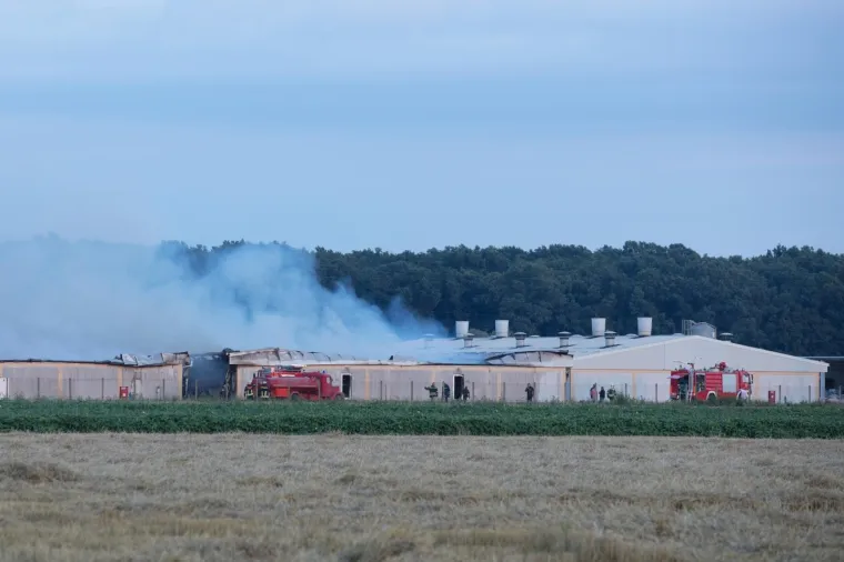 UŽAS KOD VINKOVACA: U požaru izgorjelo 1000 svinja