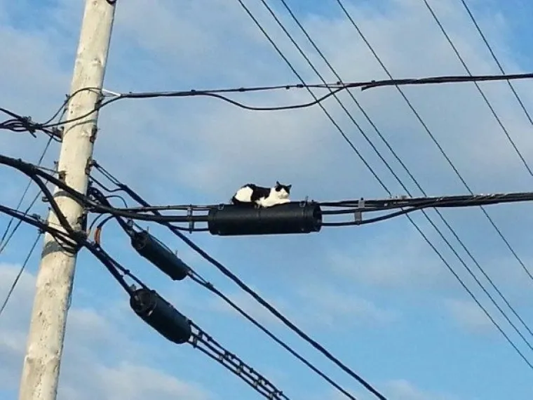 Mačke su kraljice kućnih ljubimaca, a evo i zašto.