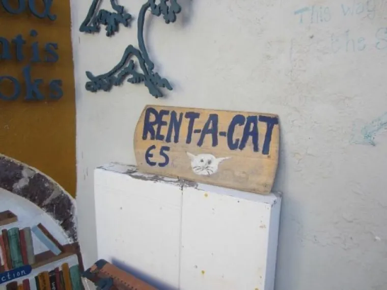 NE MOŽEMO SE PRESTATI SMIJATI OVIM MAČKAMA: Ne zna se tko je veći urnebes, one ili vlasnici