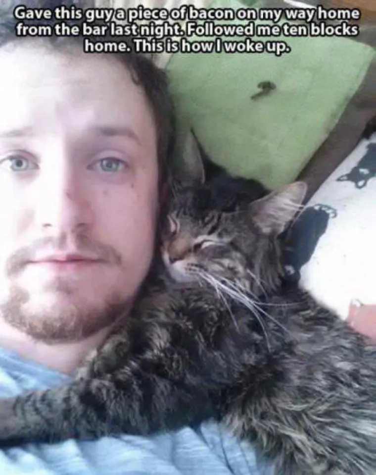 NE MOŽEMO SE PRESTATI SMIJATI OVIM MAČKAMA: Ne zna se tko je veći urnebes, one ili vlasnici