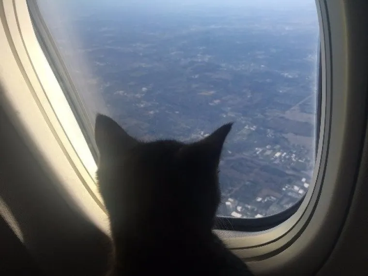 NE MOŽEMO SE PRESTATI SMIJATI OVIM MAČKAMA: Ne zna se tko je veći urnebes, one ili vlasnici