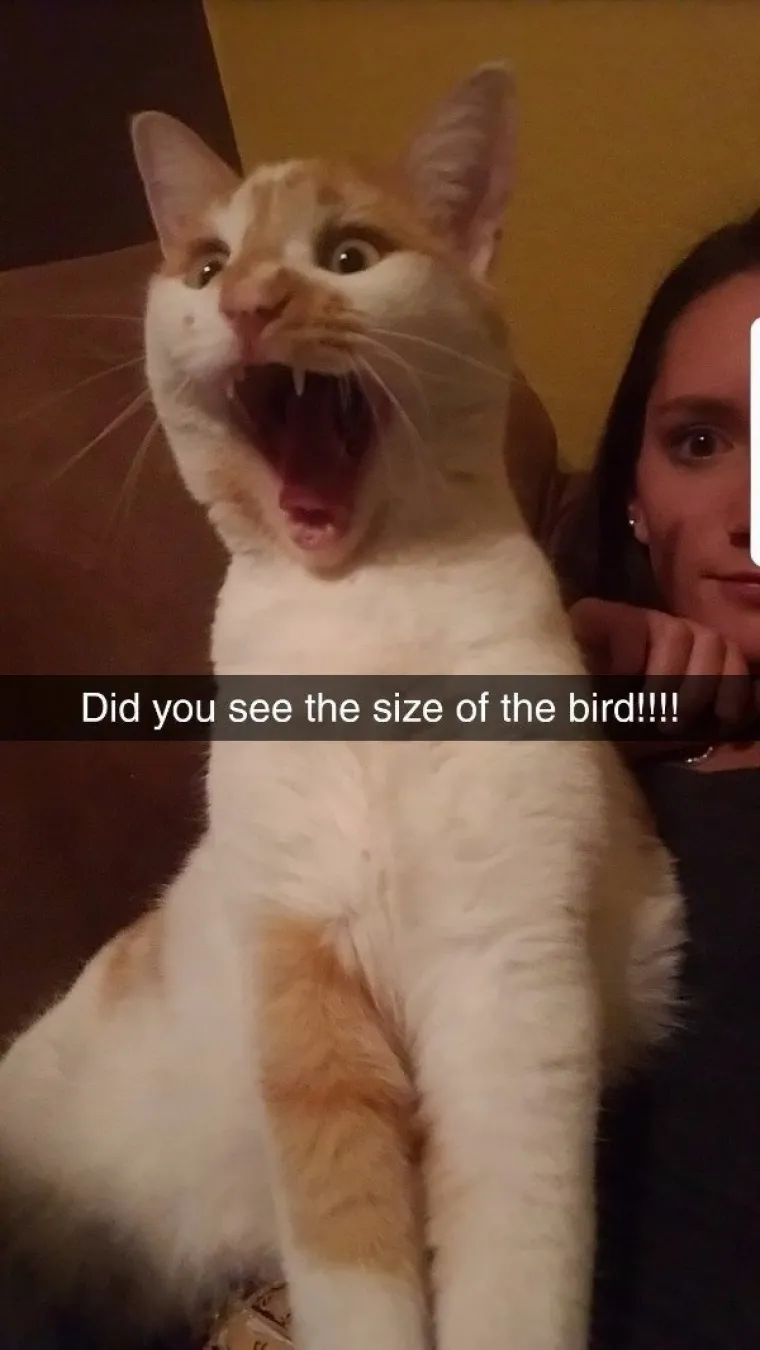 NE MOŽEMO SE PRESTATI SMIJATI OVIM MAČKAMA: Ne zna se tko je veći urnebes, one ili vlasnici