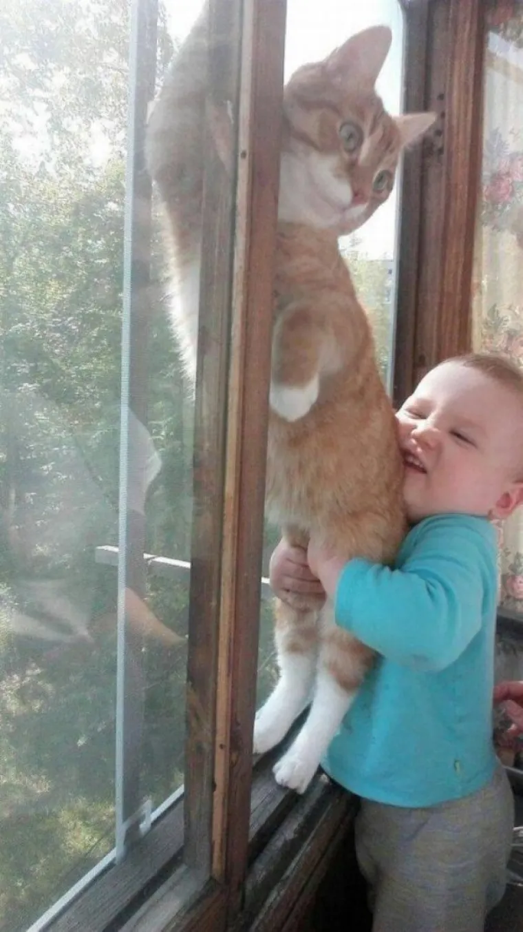 NE MOŽEMO SE PRESTATI SMIJATI OVIM MAČKAMA: Ne zna se tko je veći urnebes, one ili vlasnici