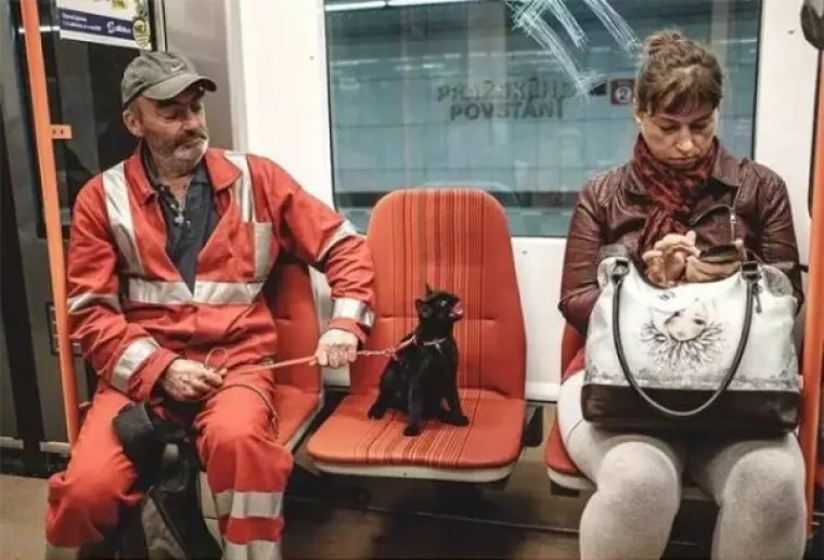 NE MOŽEMO SE PRESTATI SMIJATI OVIM MAČKAMA: Ne zna se tko je veći urnebes, one ili vlasnici