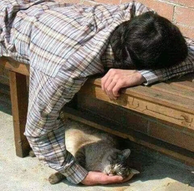 NE MOŽEMO SE PRESTATI SMIJATI OVIM MAČKAMA: Ne zna se tko je veći urnebes, one ili vlasnici