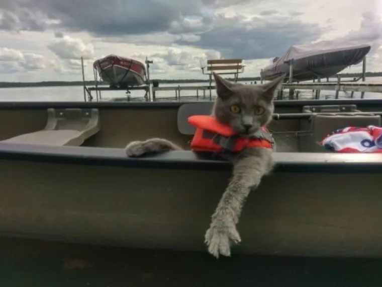 NE MOŽEMO SE PRESTATI SMIJATI OVIM MAČKAMA: Ne zna se tko je veći urnebes, one ili vlasnici