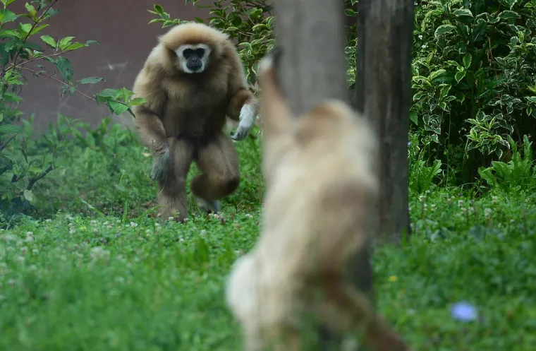 Gibon Kent odabrao Rusiju, a njegova partnerica i kći Hrvatsku