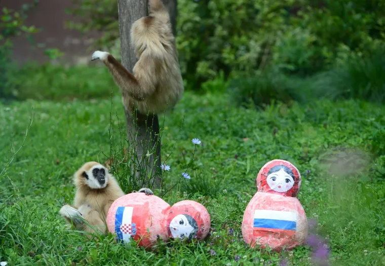 Gibon Kent odabrao Rusiju, a njegova partnerica i kći Hrvatsku