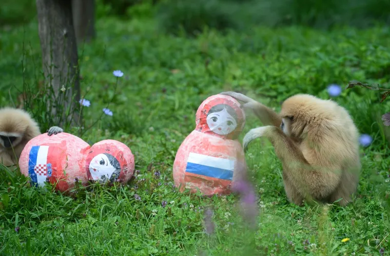 Gibon Kent odabrao Rusiju, a njegova partnerica i kći Hrvatsku