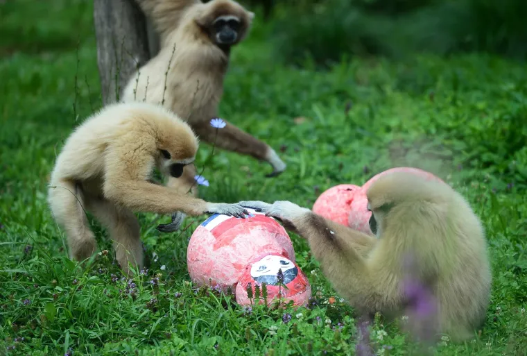 Gibon Kent odabrao Rusiju, a njegova partnerica i kći Hrvatsku