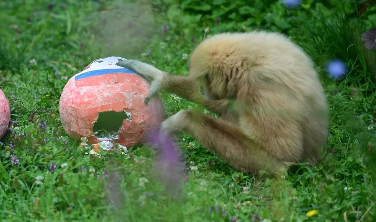 Gibon Kent odabrao Rusiju, a njegova partnerica i kći Hrvatsku