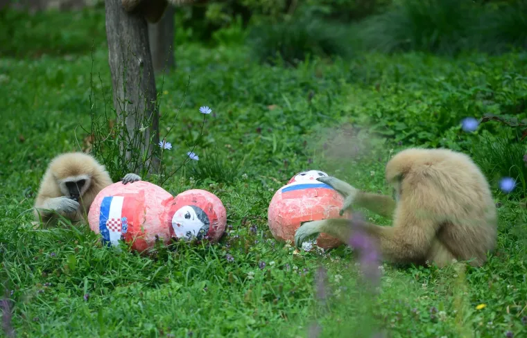 Gibon Kent odabrao Rusiju, a njegova partnerica i kći Hrvatsku