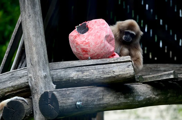 Gibon Kent odabrao Rusiju, a njegova partnerica i kći Hrvatsku