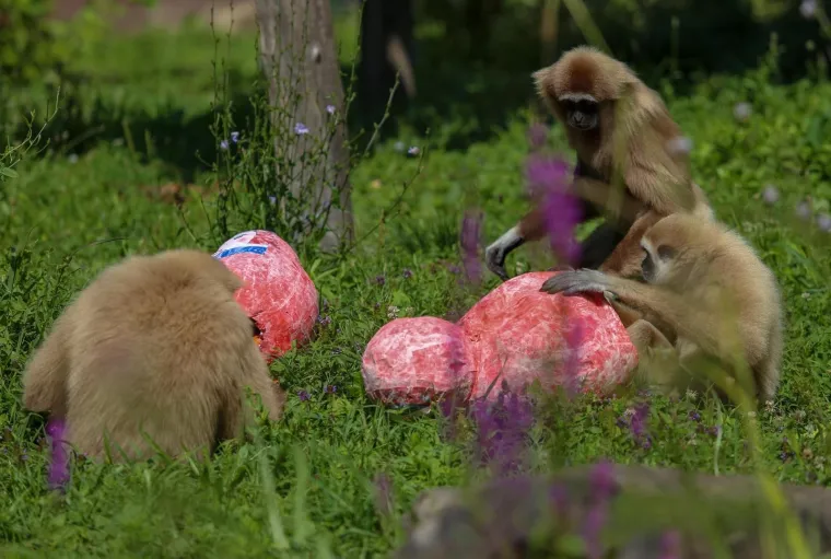 Giboni u Zoološkom vrtu izabrali englesku babušku