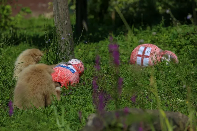 Giboni u Zoološkom vrtu izabrali englesku babušku