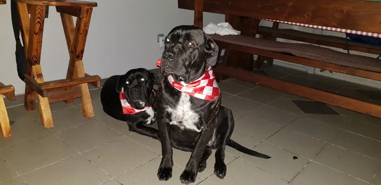 Pobjedničko slavlje: Odu&scaron;evljeni navijači slavili diljem Hrvatske