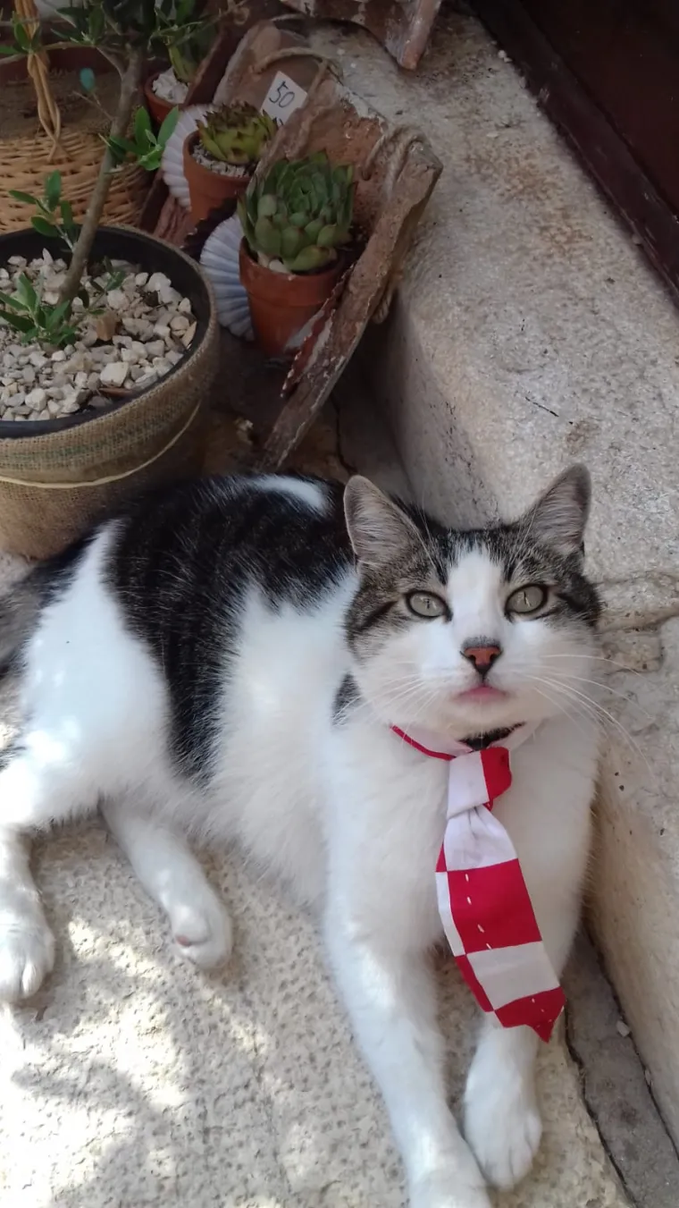 Cijela Hrvatska je uz reprezentaciju: Evo kako ljudi diljem zemlje slave veličanstvene uspjehe Vatrenih u Rusiji