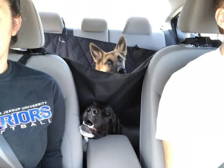 TOLIKO SU BLESAVI DA SU URNEBESNI: Kada pas odluči biti komičar