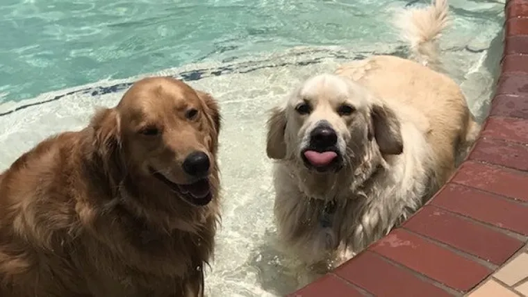 TOLIKO SU BLESAVI DA SU URNEBESNI: Kada pas odluči biti komičar