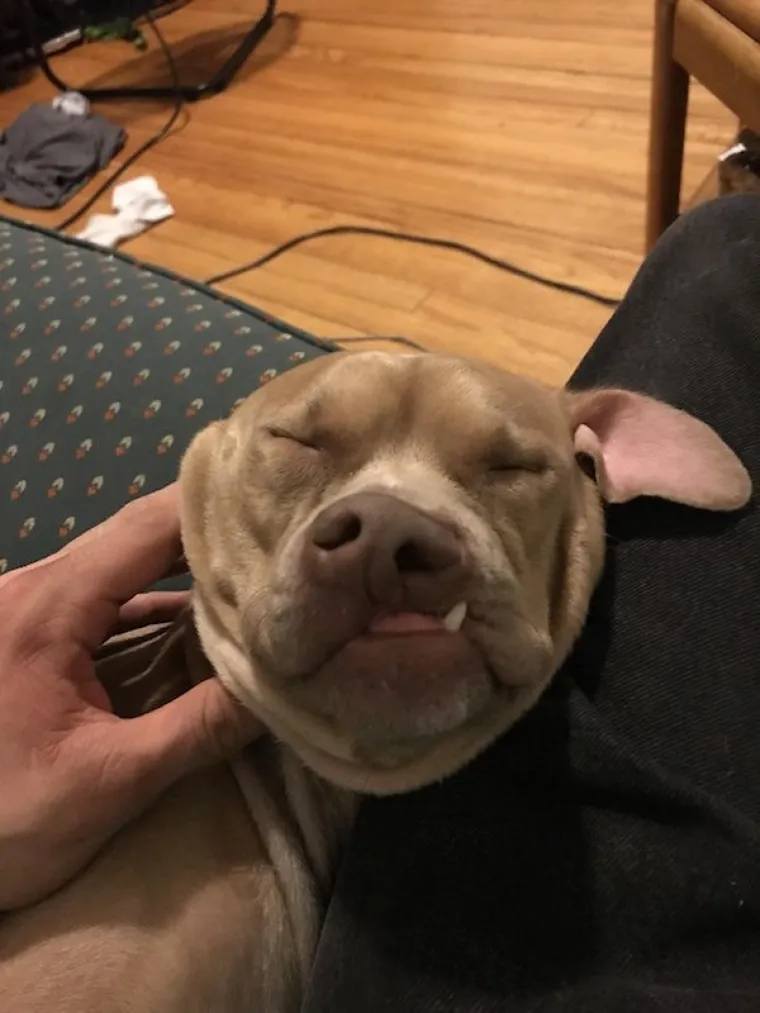 TOLIKO SU BLESAVI DA SU URNEBESNI: Kada pas odluči biti komičar