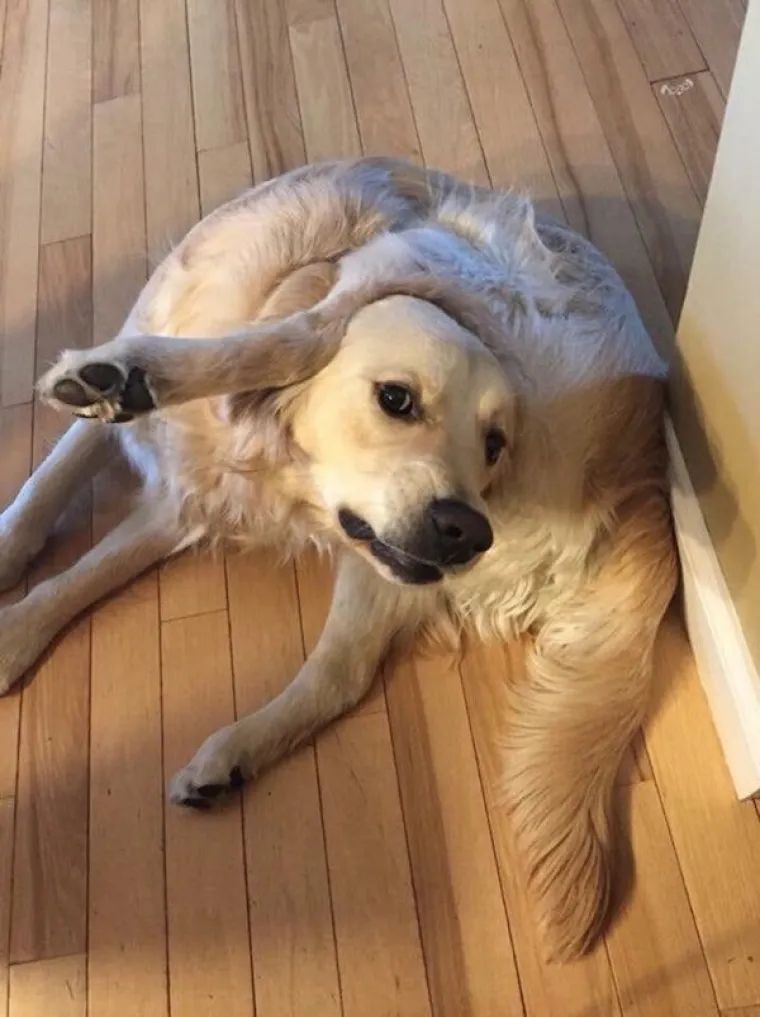 TOLIKO SU BLESAVI DA SU URNEBESNI: Kada pas odluči biti komičar