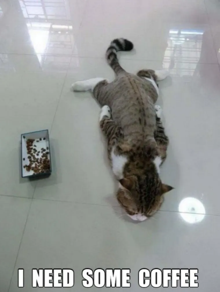 OVE MAČKE ULJEP&Scaron;AT ĆE VAM DAN: One su ba&scaron; poput ljudi