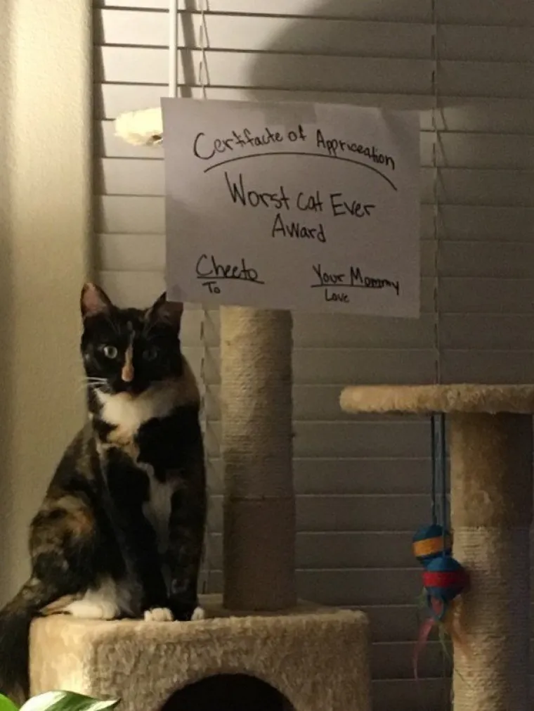 OVE MAČKE ULJEP&Scaron;AT ĆE VAM DAN: One su ba&scaron; poput ljudi