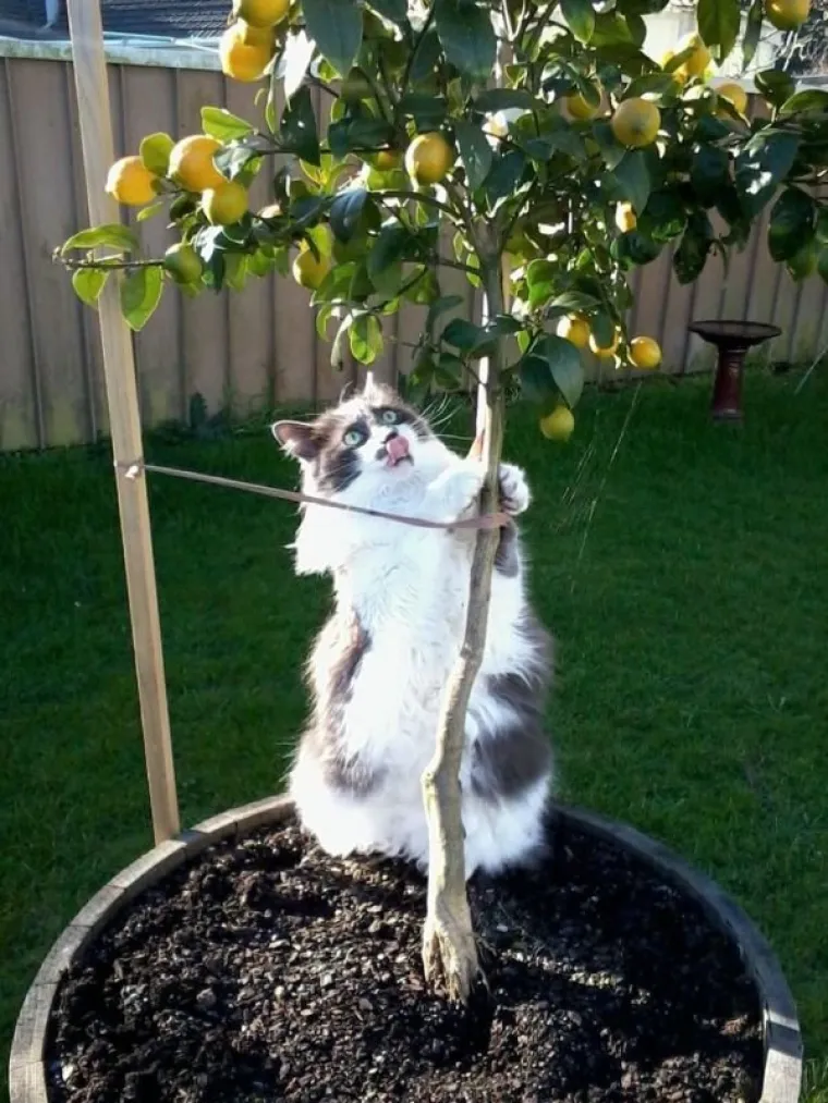 OVE MAČKE ULJEP&Scaron;AT ĆE VAM DAN: One su ba&scaron; poput ljudi